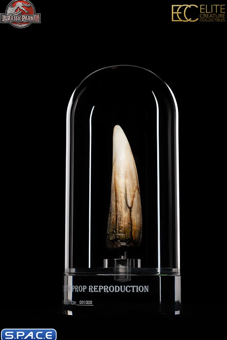1:1 Spinosaurus Tooth Life-Size Replica