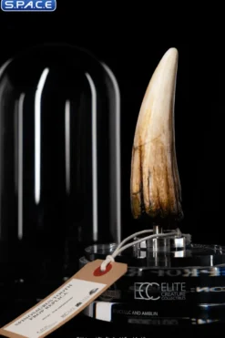 1:1 Spinosaurus Tooth Life-Size Replica