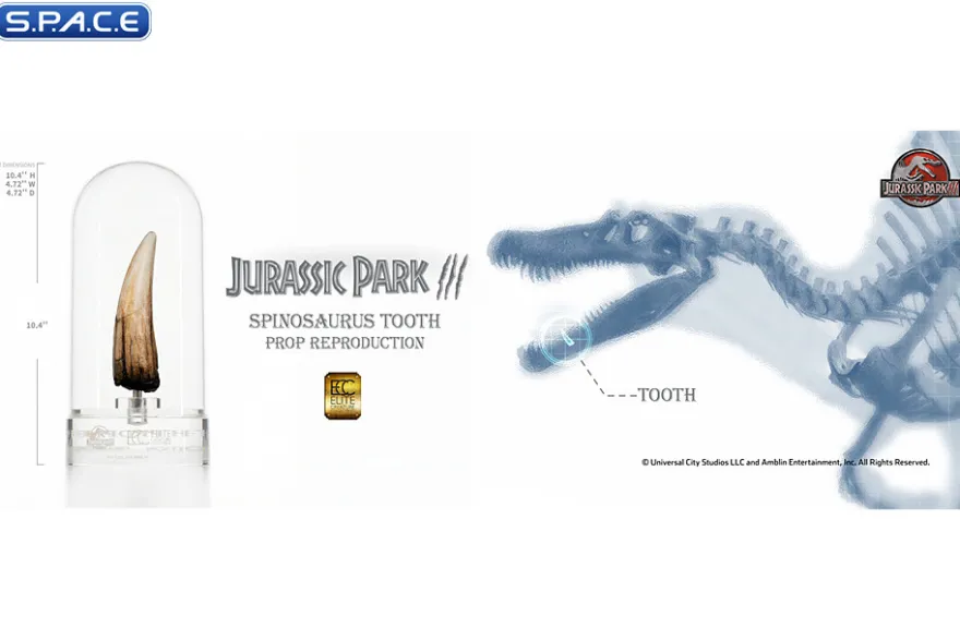 1:1 Spinosaurus Tooth Life-Size Replica