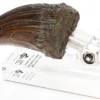 T-Rex Hand Claw Prop Replica
