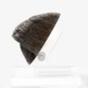 Triceratops Toenail Prop Replica