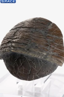 Triceratops Toenail Prop Replica
