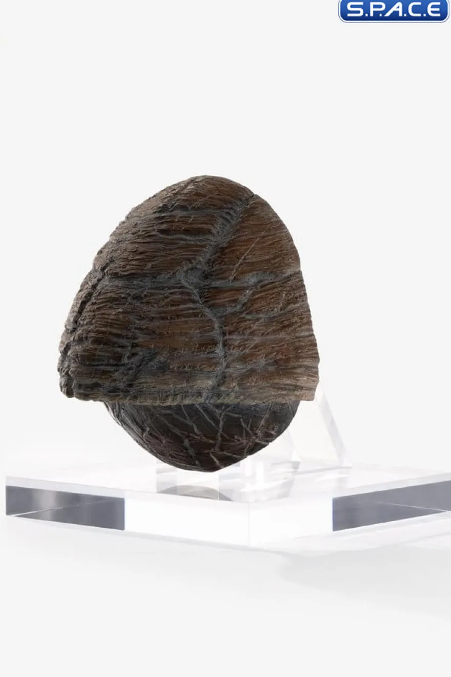 Triceratops Toenail Prop Replica