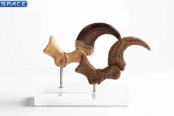 1:1 Velociraptor Foot Claw & Fossil Claw Life-Size Replica Set