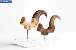 1:1 Velociraptor Foot Claw & Fossil Claw Life-Size Replica Set
