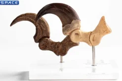 1:1 Velociraptor Foot Claw & Fossil Claw Life-Size Replica Set