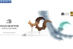 1:1 Velociraptor Foot Claw & Fossil Claw Life-Size Replica Set