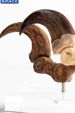 1:1 Velociraptor Foot Claw & Fossil Claw Life-Size Replica Set