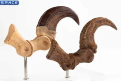 1:1 Velociraptor Foot Claw & Fossil Claw Life-Size Replica Set