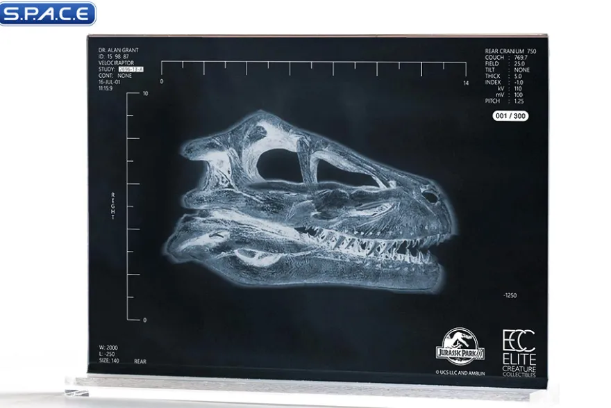 1:1 Velociraptor Resonating Chamber Life-Size Replica