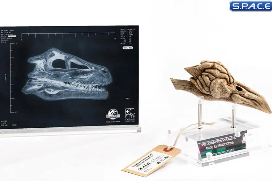 1:1 Velociraptor Resonating Chamber Life-Size Replica
