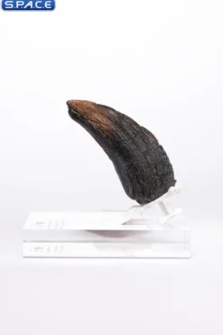 Velociraptor Toenail Type A Prop Replica